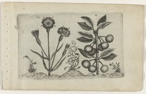 Corn Cockle and Sour Cherry by Crispijn van de Passe (I) (attributed to)