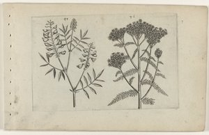 Vetch and Yarrow (Cognoscite lilia series)