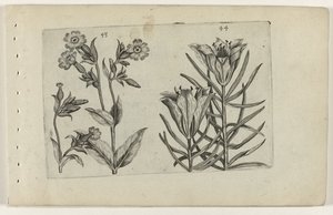 Day Cuckoo Flower and Rye Lily by Crispijn van de Passe (I) (attributed to)