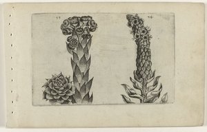 Mullein and Mullein (Cognoscite Lilia) by Crispijn van de Passe (I) (attributed to)
