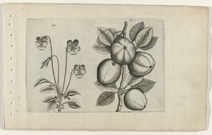 Tricolor Violet and Apple (Cognoscite lilia series) by Crispijn van de Passe (I) (attributed to)