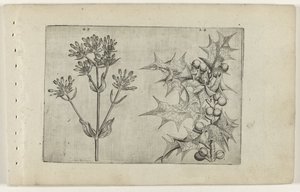 Centaury(?) and Holly (Cognoscite lilia series) by Crispijn van de Passe (I) (attributed to)
