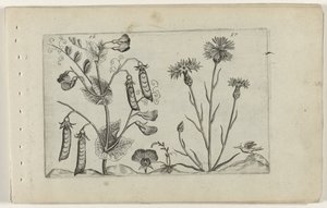 Pea and Cornflower by Crispijn van de Passe (I) (attributed to)