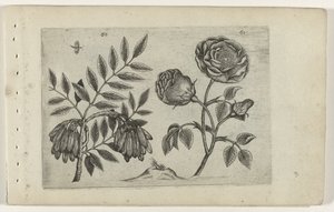 Ash and Rose Cognoscite Lilia by Crispijn van de Passe (I) (attributed to)