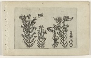 Common Heather and Broom (Cognoscite lilia) by Crispijn van de Passe (I) (attributed to)