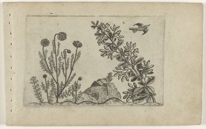 Common Chamomile and Barberry, from the series Cognoscite Lilia by Crispijn van de Passe (I) (attributed to)