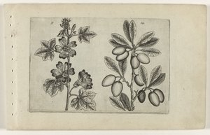 Great Mallow and Olive Tree (Cognoscite lilia)