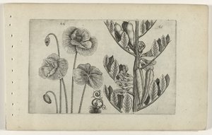 Large Poppy and Broad Bean Cognoscite Lilia by Crispijn van de Passe (I) (attributed to)