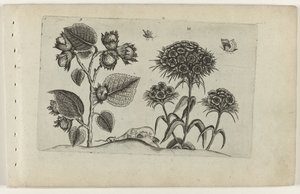 Hazel and Sweet William by Crispijn van de Passe (I) (attributed to)