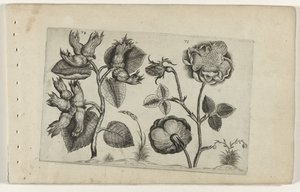 Hazel and Rose (Cognoscite lilia) by Crispijn van de Passe (I) (attributed to)