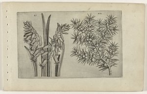 Hyacinth and Juniper (Cognoscite Lilia) by Crispijn van de Passe (I) (attributed to)
