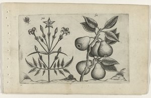 Jasmine and Pear (Cognoscite Lilia series)