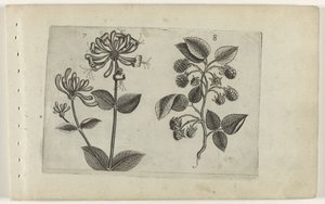 Honeysuckle and Raspberry, Cognoscite Lilia by Crispijn van de Passe (I) (attributed to)
