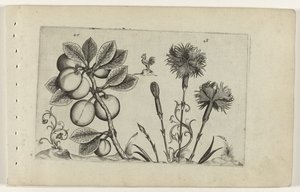 Cherry Plum and Carnation (Cognoscite Lilia) by Crispijn van de Passe (I) (attributed to)