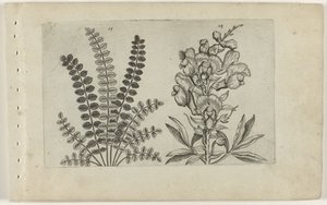 Small Pimpernel and Large Snapdragon (Cognoscite lilia series)