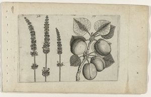 Lavender and Apricot, Cognoscite Lilia by Crispijn van de Passe (I) (attributed to)