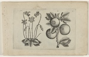 March Violet and Orange (Cognoscite Lilia) by Crispijn van de Passe (I) (attributed to)