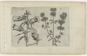 Mariette Bellflower and Marjoram by Crispijn van de Passe (I) (attributed to)