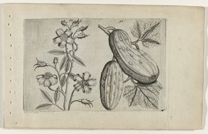 Musk Rose and Cucumber by Crispijn van de Passe (I) (attributed to)