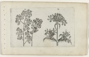 Wall Fern and Soapwort