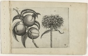 Peach and Burning Love (Cognoscite Lilia) by Crispijn van de Passe (I) (attributed to)