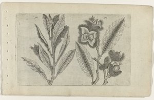 Sage and Sweet Chestnut