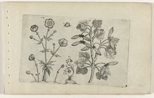 Sharp Buttercup and Field Maple (Cognoscite lilia) by Crispijn van de Passe (I) (attributed to)