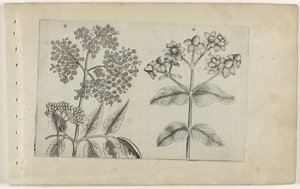 Lilac and Bloodroot (Cognoscite lilia series) by Crispijn van de Passe (I) (attributed to)