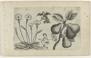 Primrose and Pear (Cognoscite lilia series) by Crispijn van de Passe (I) (attributed to)