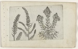 Tamarisk and Snapdragon