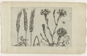 Wheat and Carnation by Crispijn van de Passe (I) (attributed to)