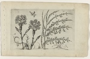 Carnation and Broom by Crispijn van de Passe (I) (attributed to)