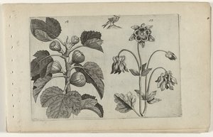 Fig Tree and Wild Columbine (series title: Cognoscite lilia) by Crispijn van de Passe (I) (attributed to)
