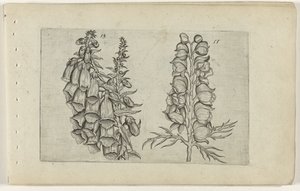 Foxglove and Blue Monkshood by Crispijn van de Passe (I) (attributed to)