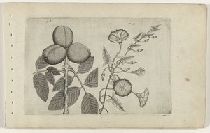 Walnut Tree and Bindweed (Cognoscite lilia) by Crispijn van de Passe (I) (attributed to)