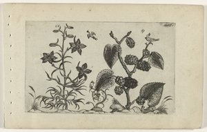 Larkspur and Black Mulberry (Cognoscite Lilia) by Crispijn van de Passe (I) (attributed to)
