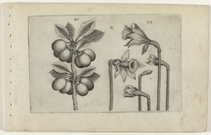 Sour Cherry and Wild Daffodil (Cognoscite Lilia) by Crispijn van de Passe (I) (attributed to)