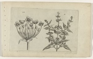 Flowering Rush and Small-Flowered Sage (Cognoscite lilia) by Crispijn van de Passe (I) (attributed to)