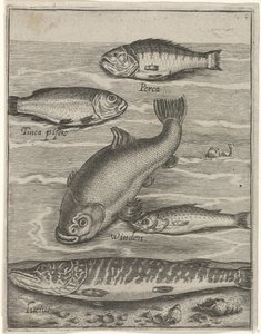 Study Sheet with Five Fish by Crispijn van de Passe (I)