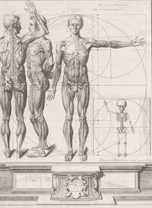 Plate for the Atlas Anatomico, Plate ca. 1680-94, printed 1740 by Crisóstomo Martínez