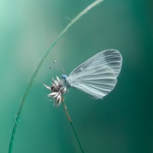 Delicate White Butterfly by Cristiano Giani