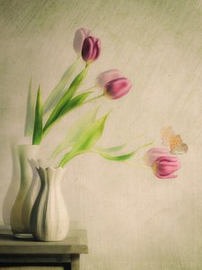 Dreamy Tulips and Butterfly