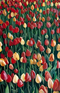 Tulips