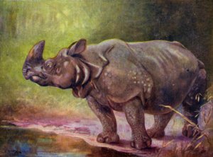 At the Zoo: Rhinoceros by Cuthbert Edmund Swan