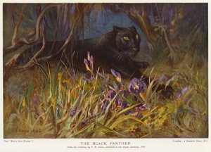 The Black Panther