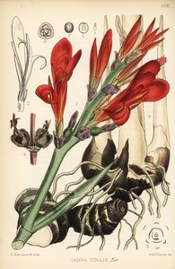 Indian shot, achira or meeru, Canna indica (Canna edulis). Handcoloured lithograph by Hanhart after a botanical illustration by David Blair from Robert Bentley and Henry Trimen