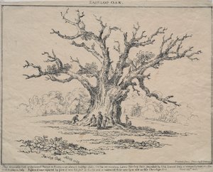 Fairlop Oak by D. H. Redman