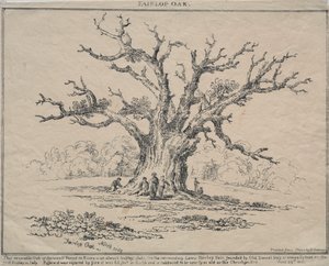 Fairlop Oak by D. H. Redman