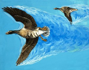 Turbulence Caused by Birds Flying