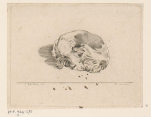 Sleeping Puppy